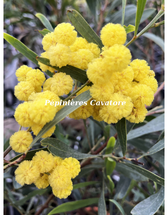 Acacia gladiiformis