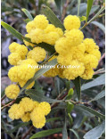 Acacia gladiiformis