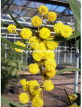 Acacia gladiiformis