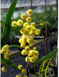 Acacia gladiiformis