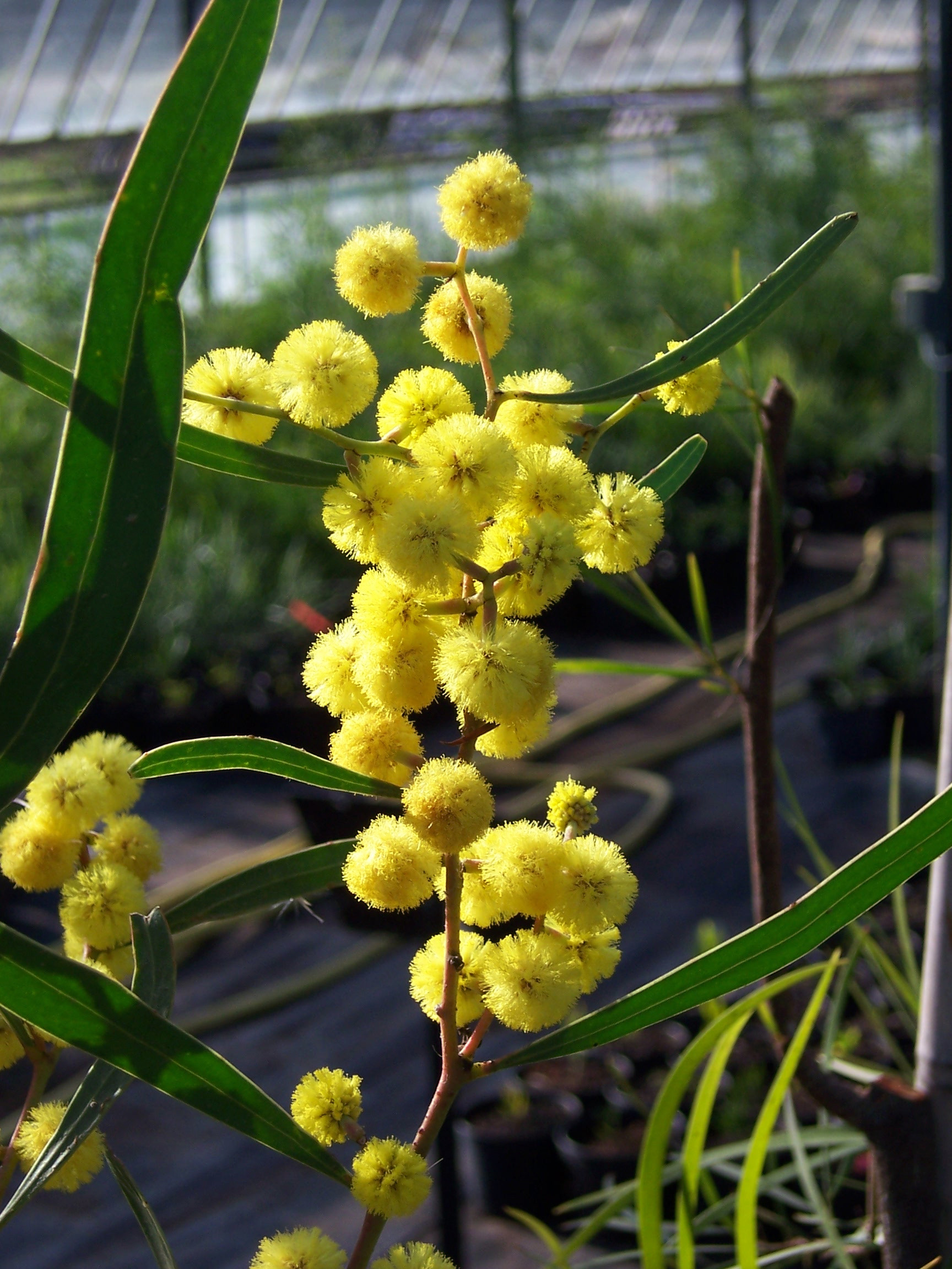 Acacia gladiiformis