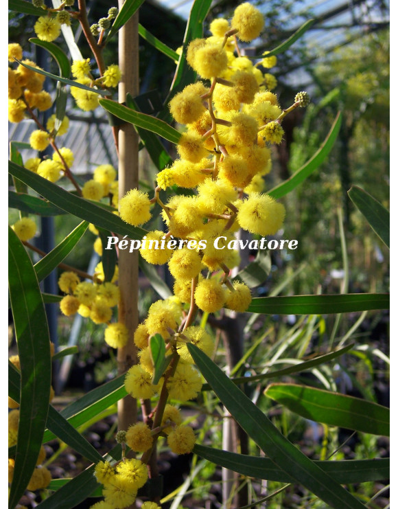 Acacia gladiiformis