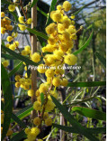 Acacia gladiiformis