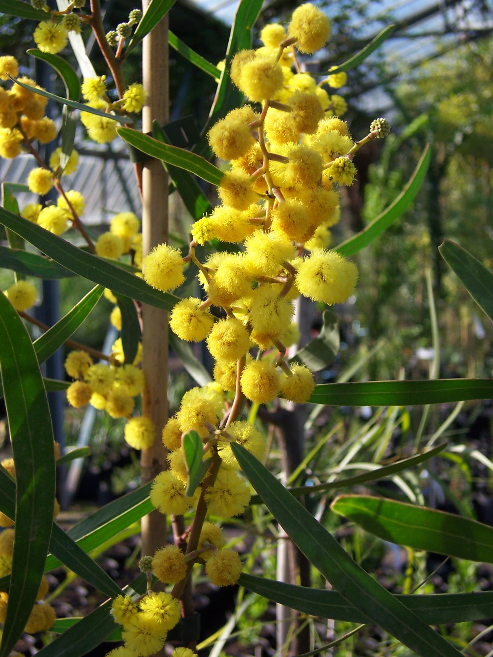 Acacia gladiiformis