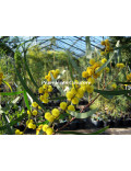 Acacia gladiiformis