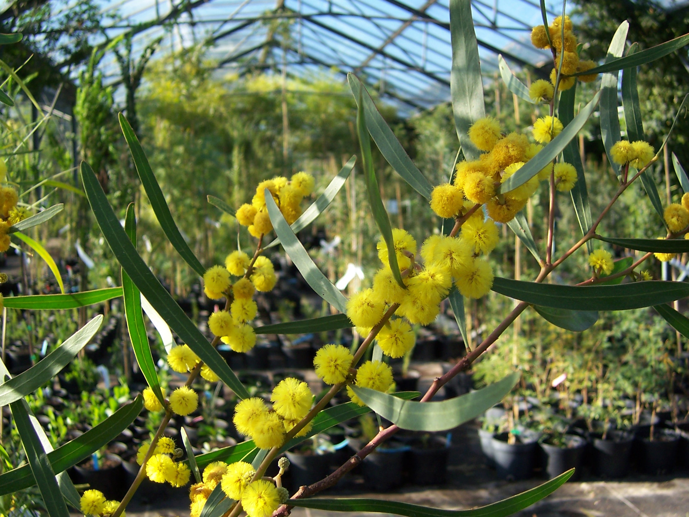 Acacia gladiiformis