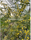 Acacia verniciflua