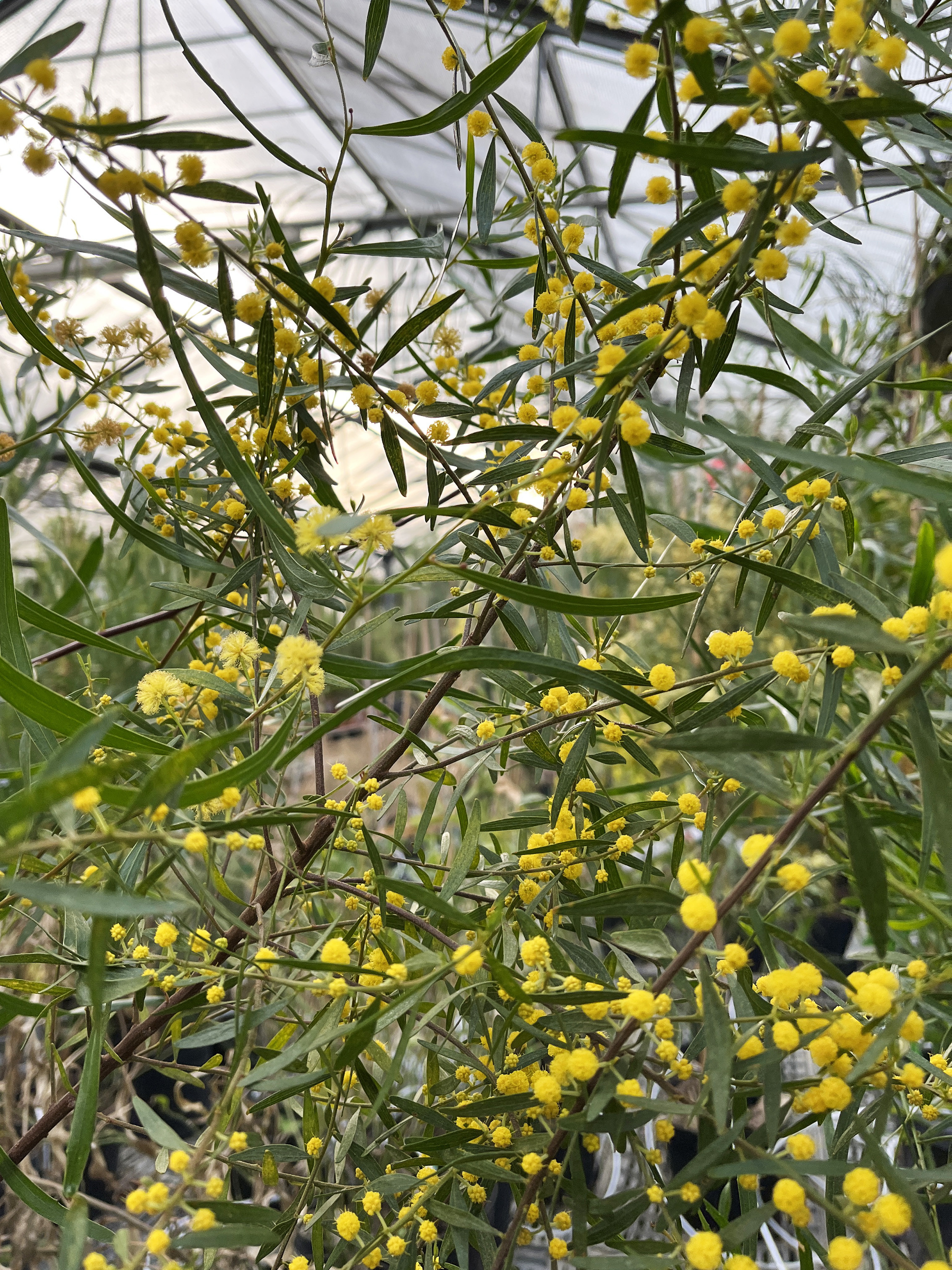 Acacia verniciflua