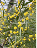 Acacia verniciflua