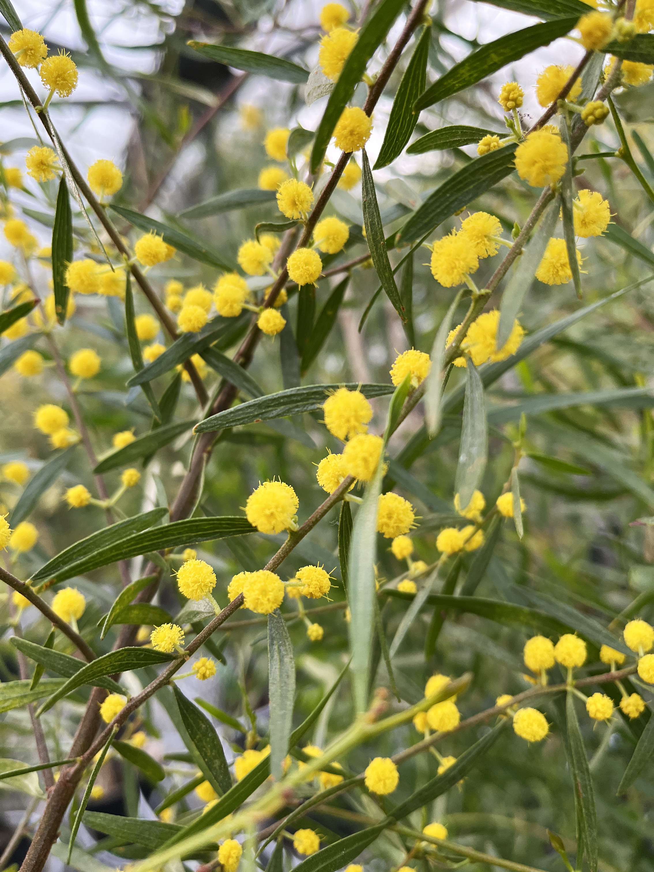 Acacia verniciflua