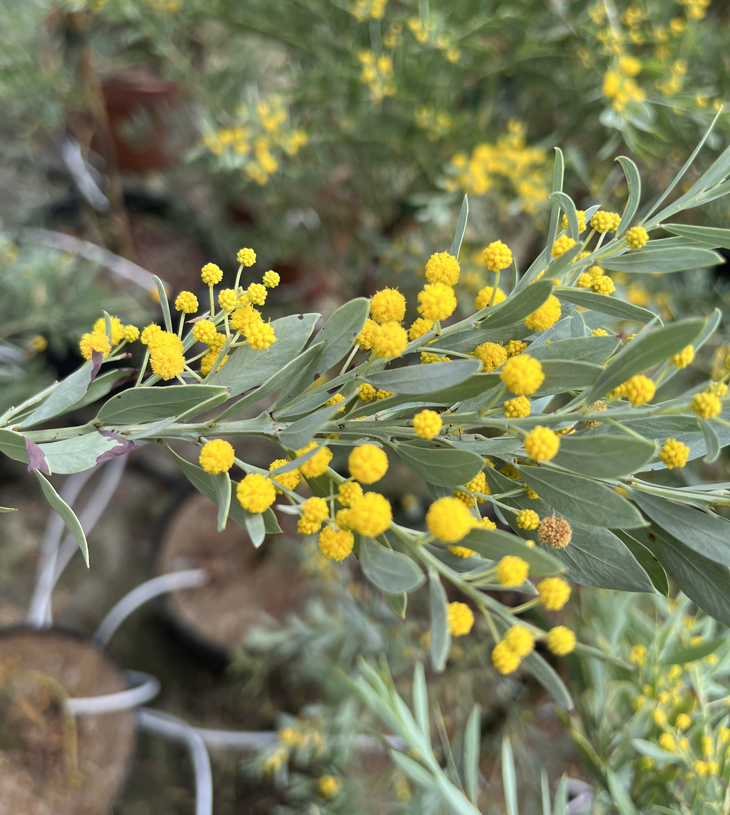 Acacia meisnerii