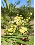 Acacia parramattensis