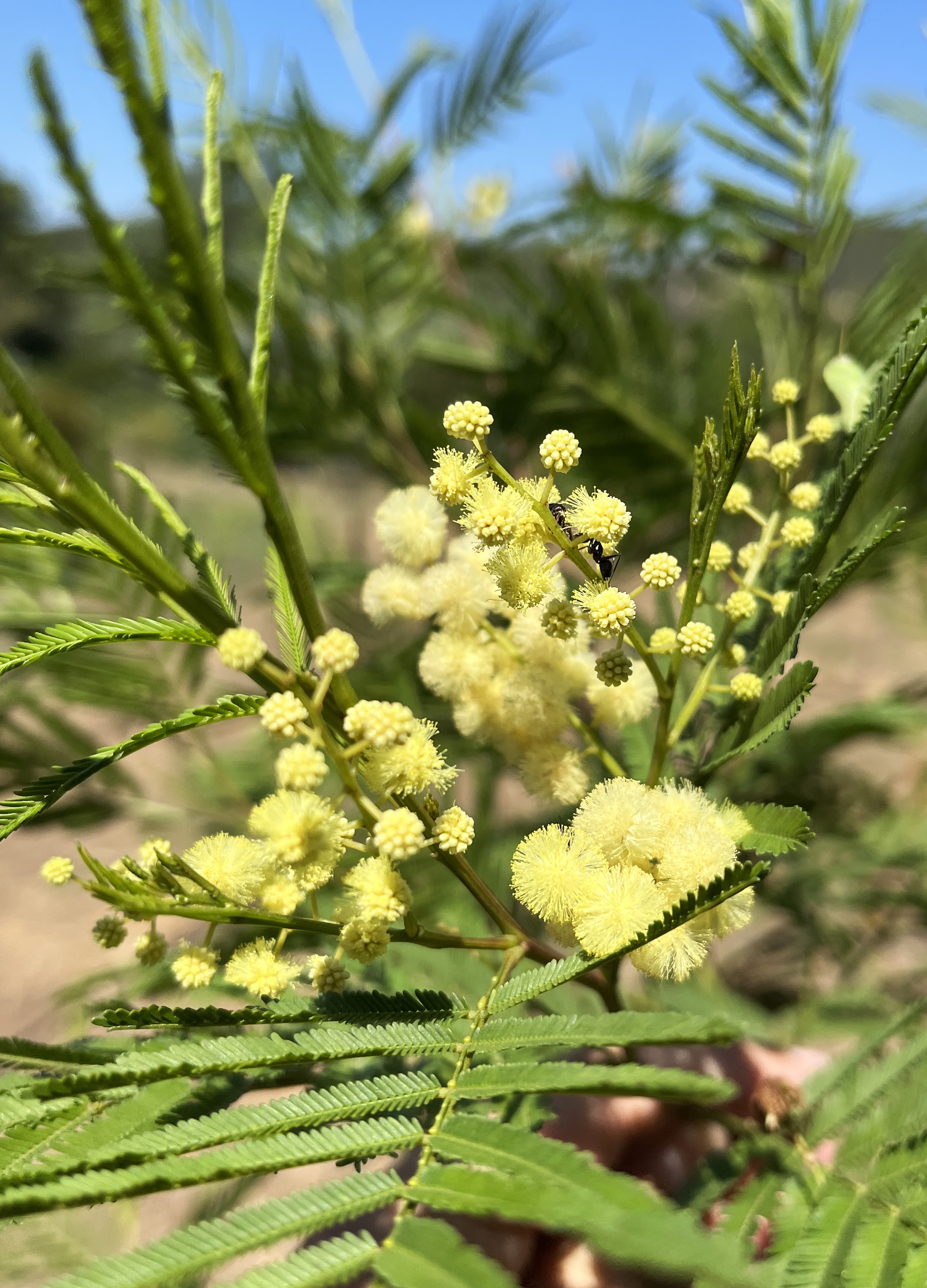 Acacia parramattensis