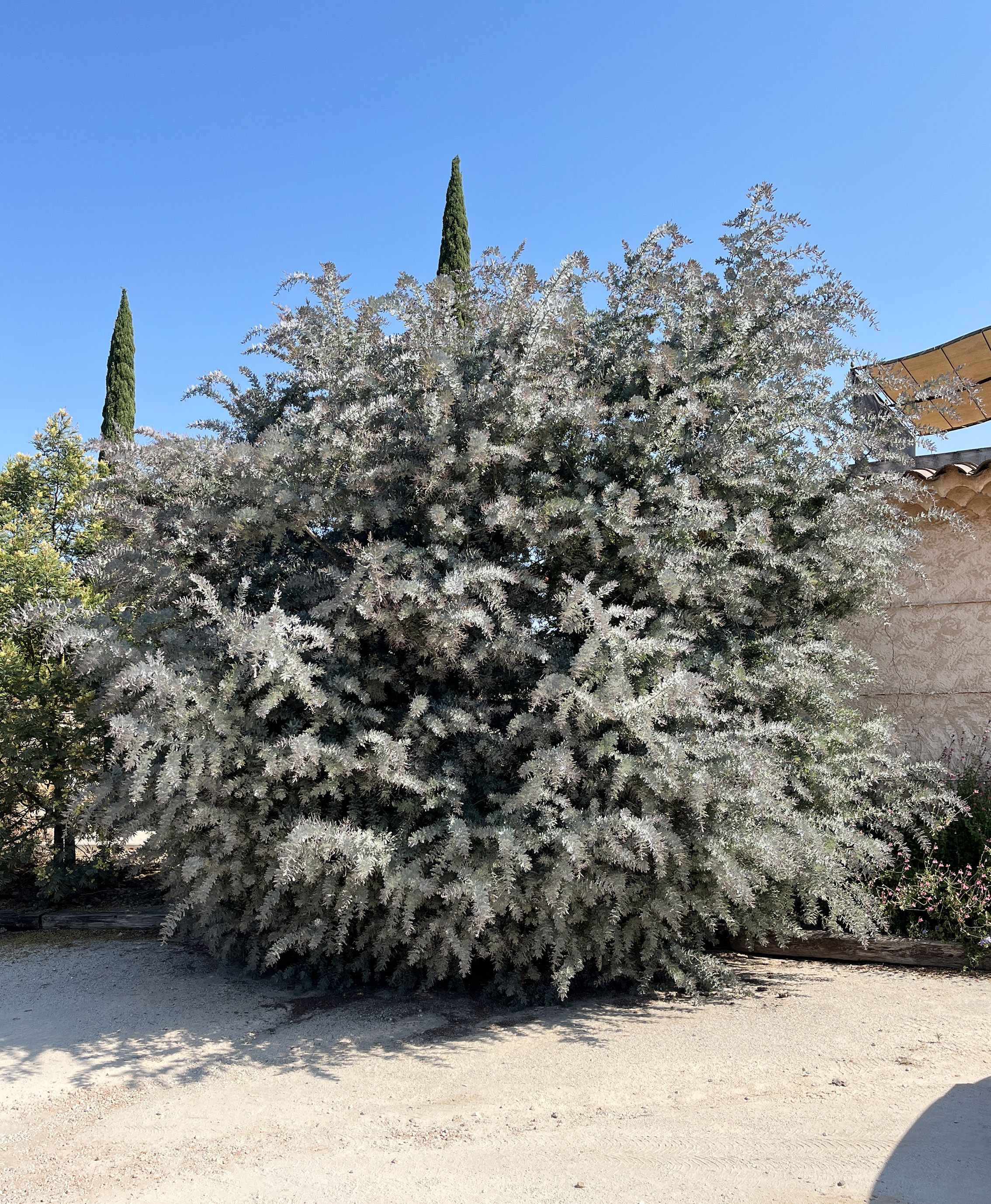 Acacia baileyana var. purpurea