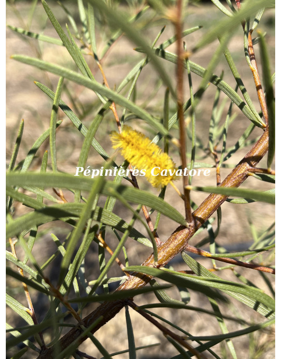 Acacia aneura