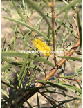 Acacia aneura