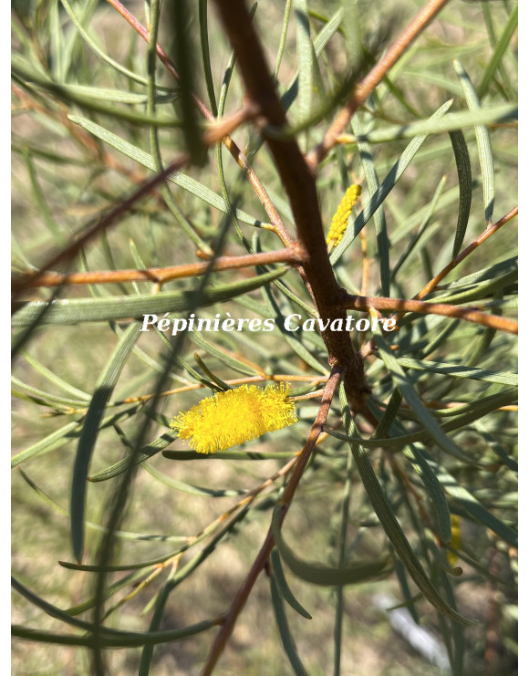 Acacia aneura