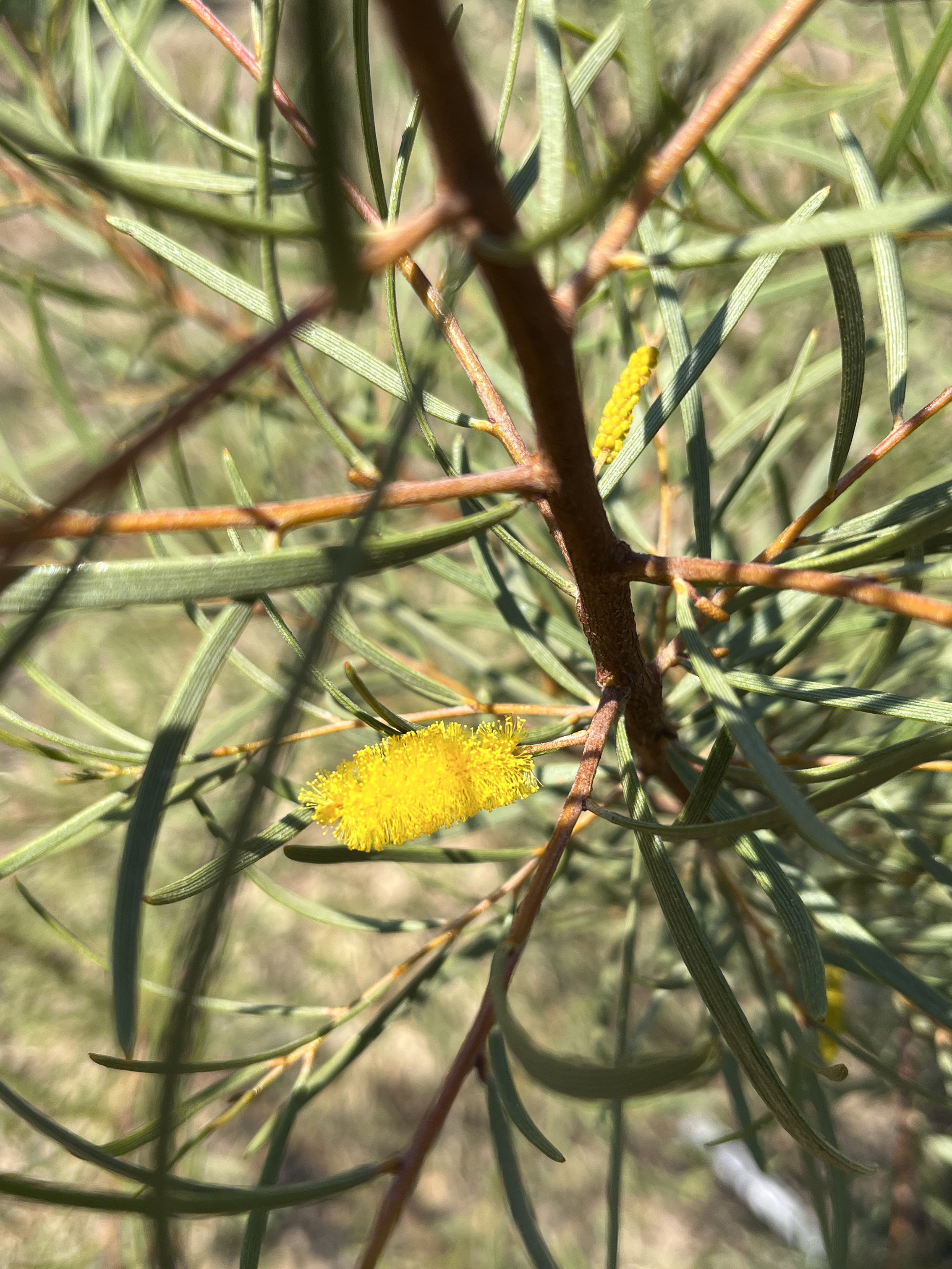 Acacia aneura