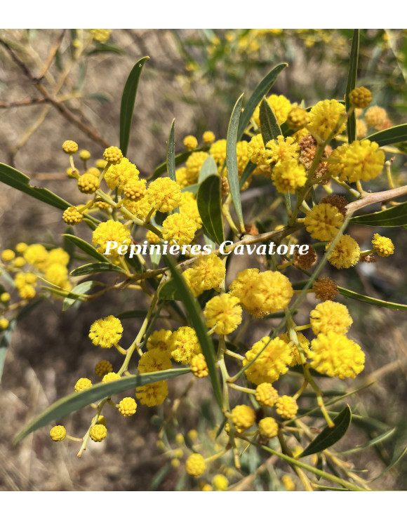 Acacia anceps