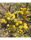 Acacia anceps