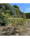 Acacia anceps