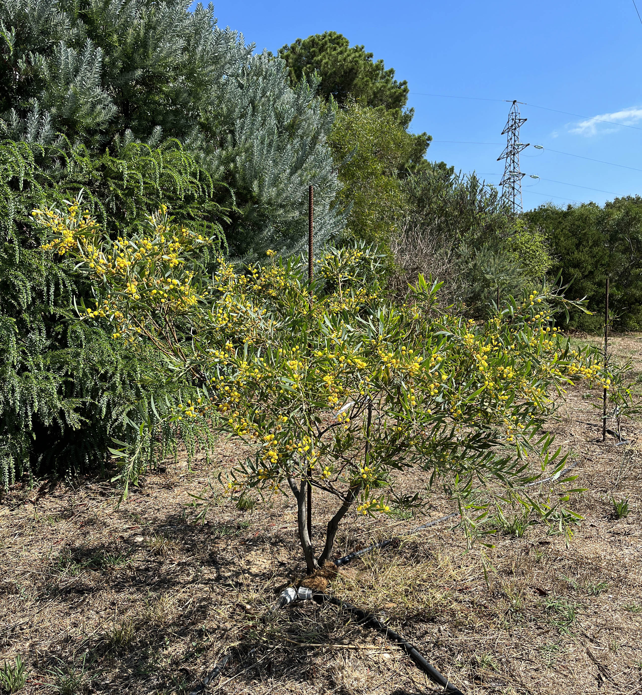 Acacia anceps