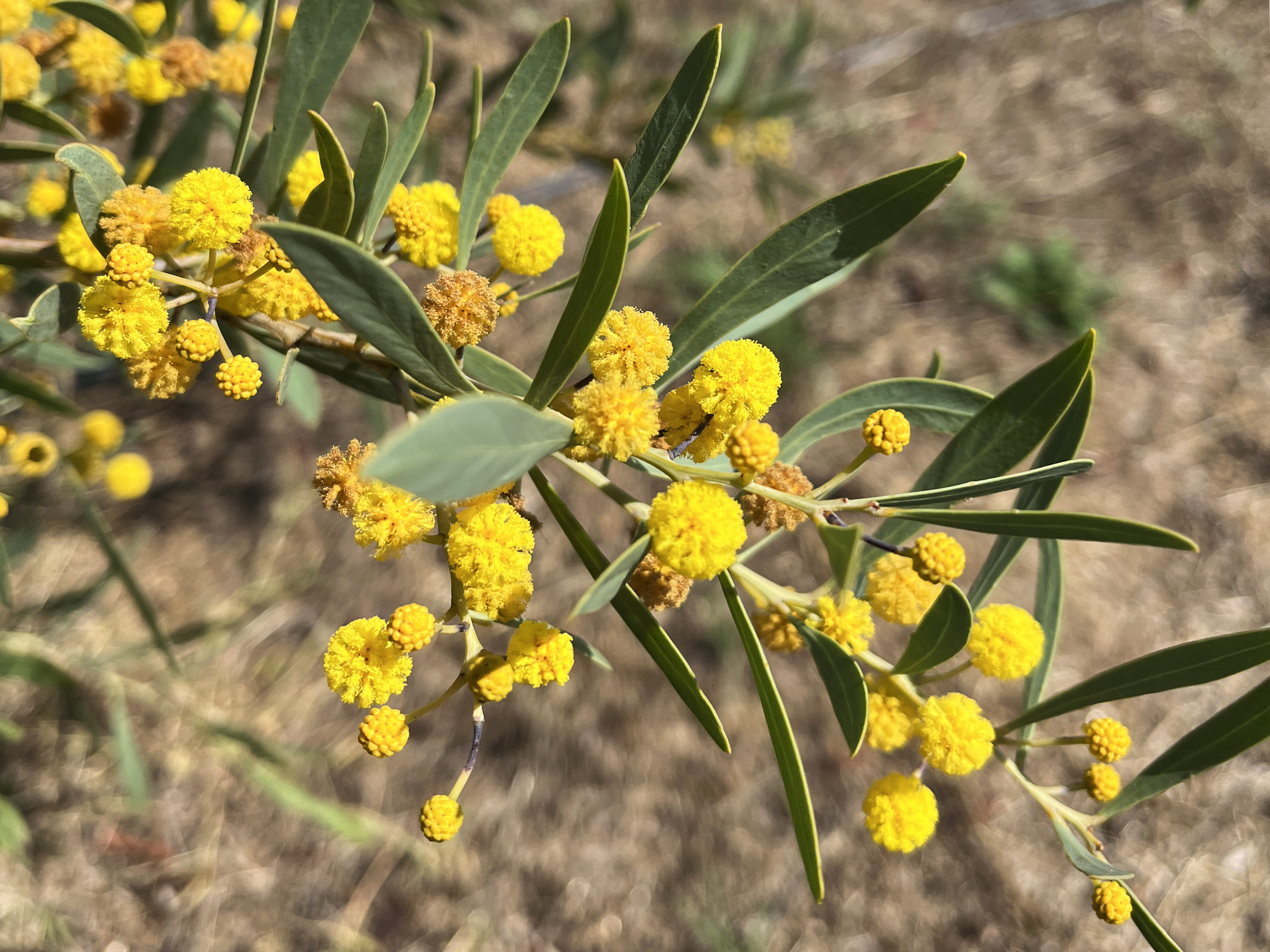 Acacia anceps