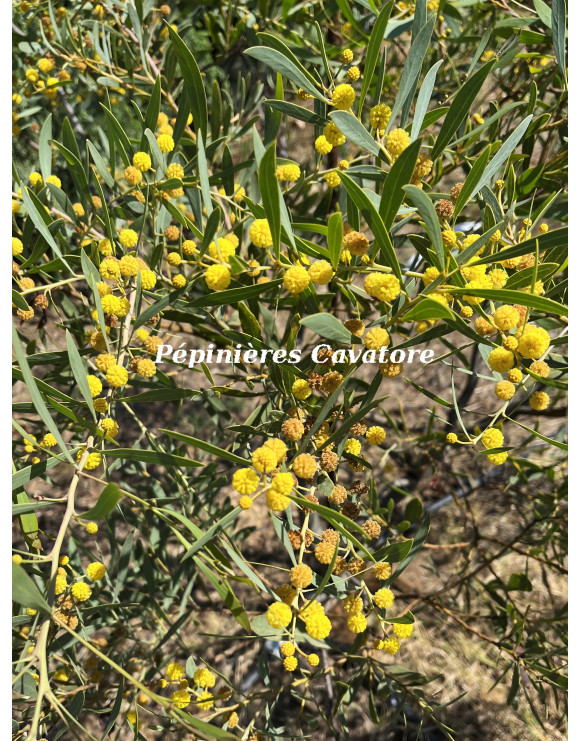 Acacia anceps
