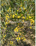 Acacia anceps