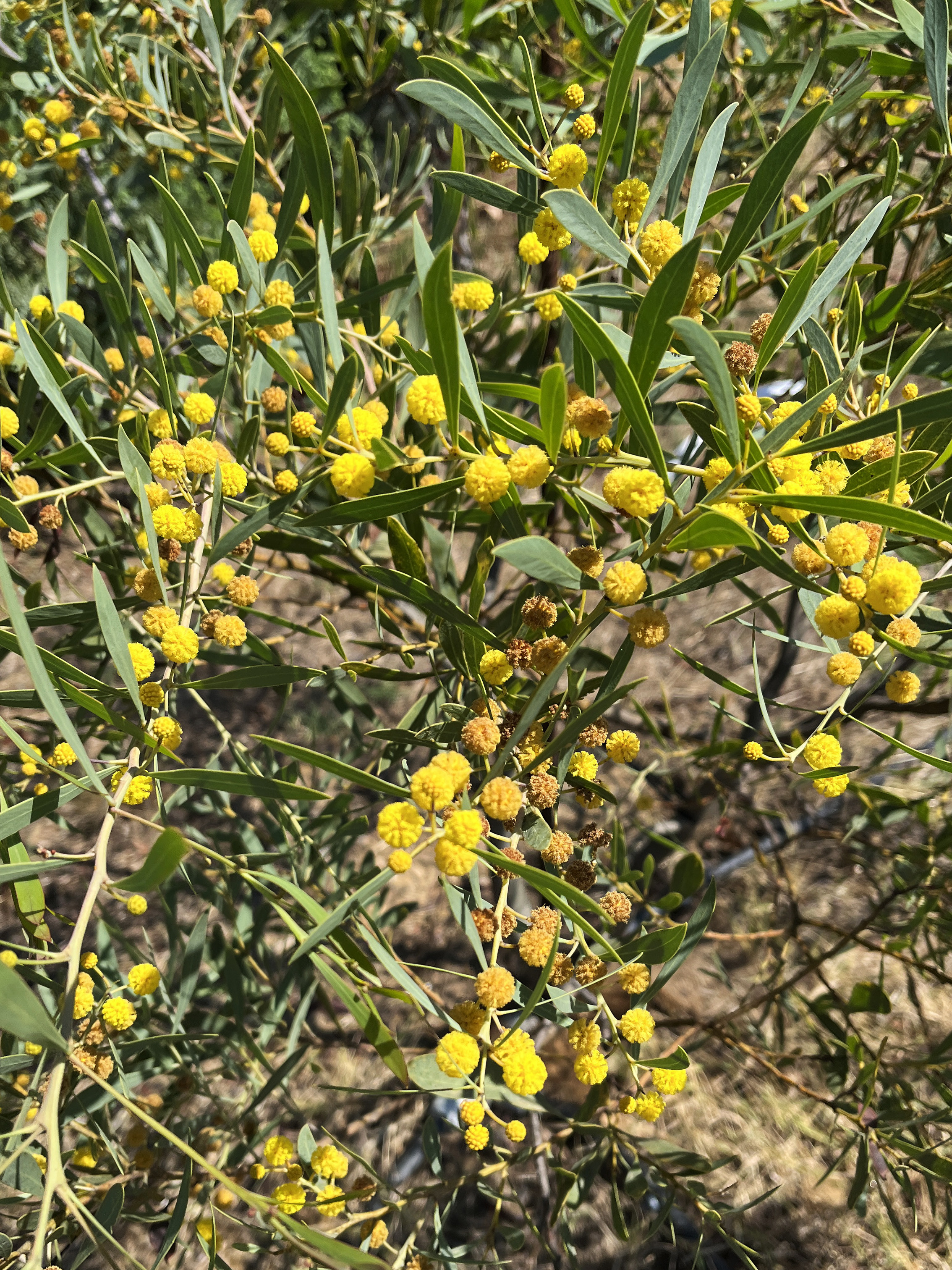 Acacia anceps