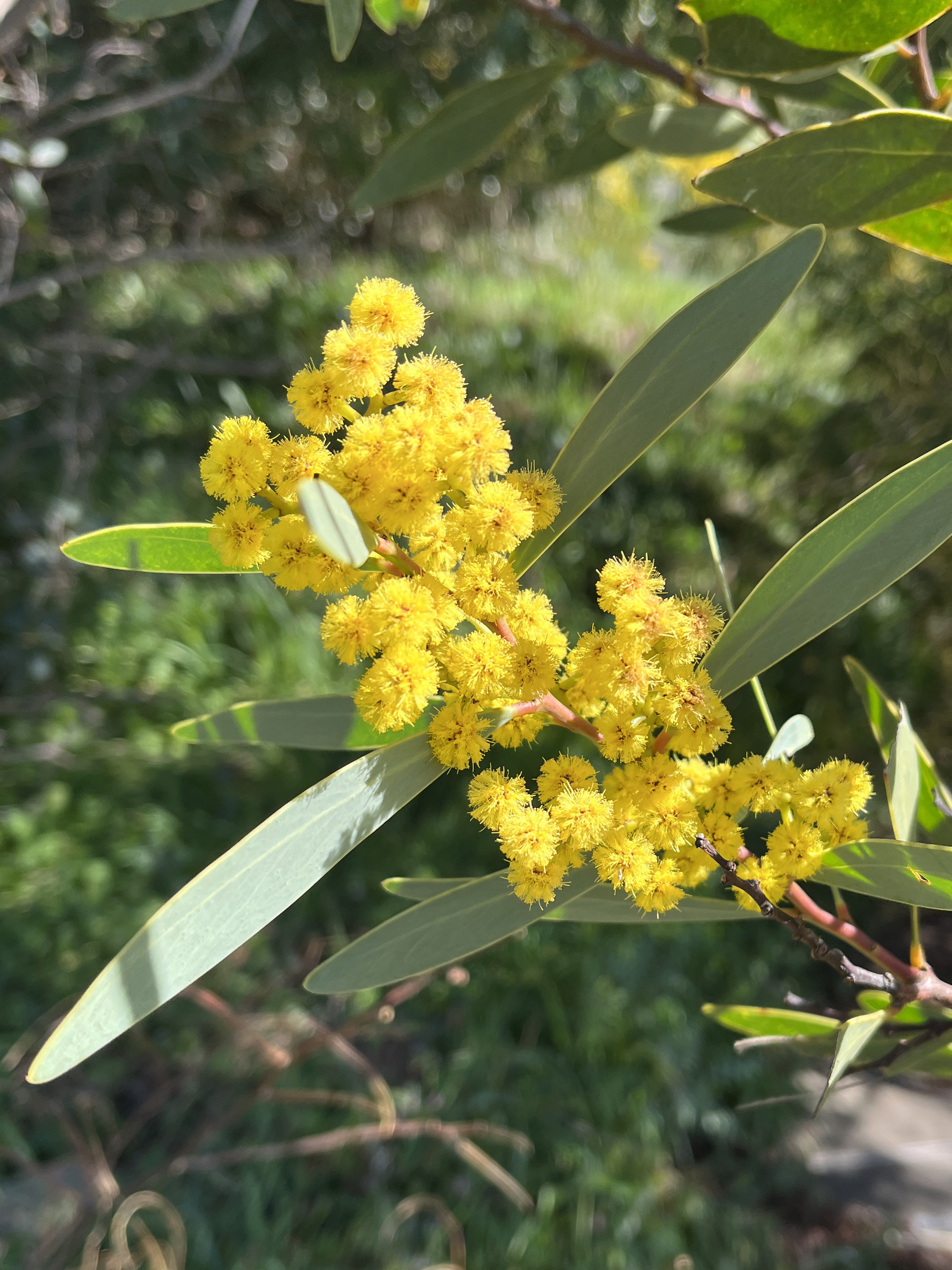 Acacia notabilis