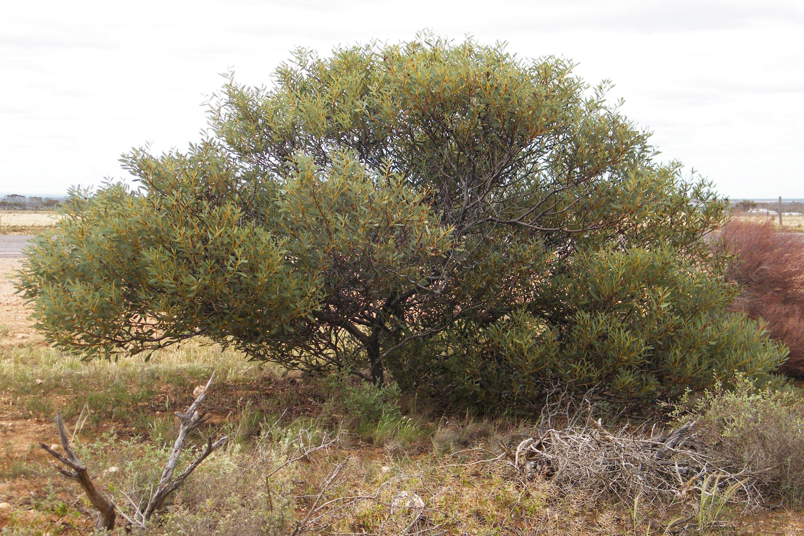 Acacia notabilis