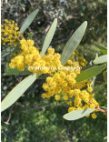 Acacia notabilis