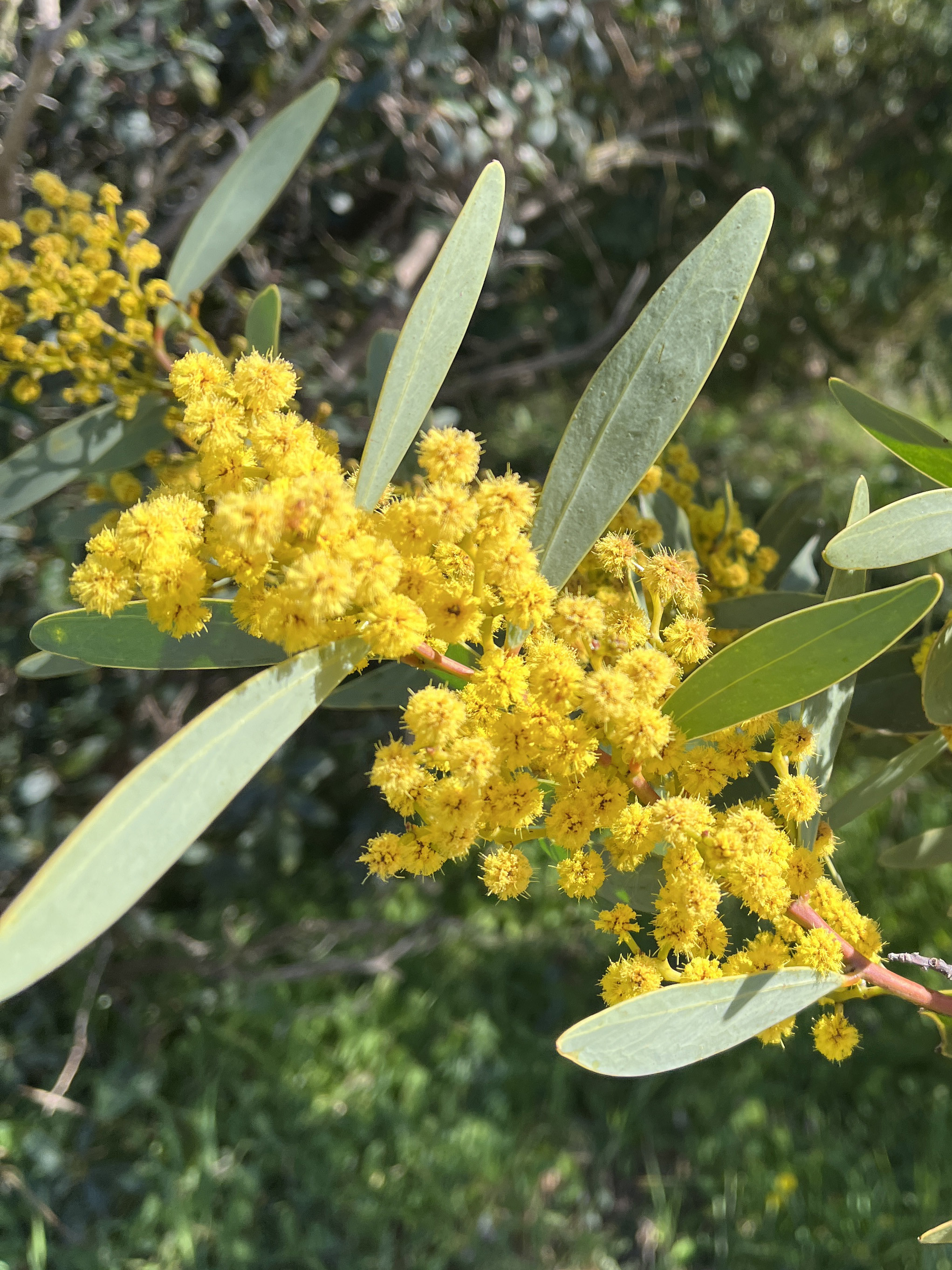 Acacia notabilis