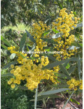 Acacia notabilis