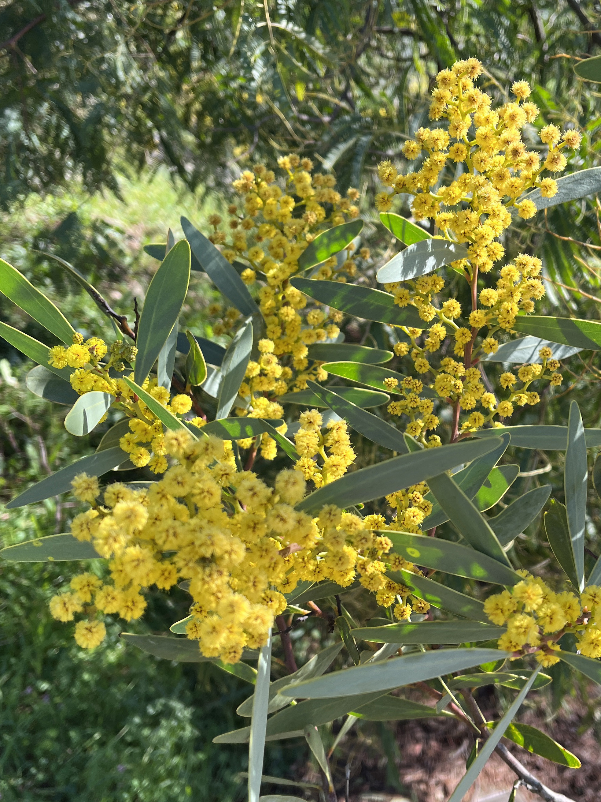 Acacia notabilis