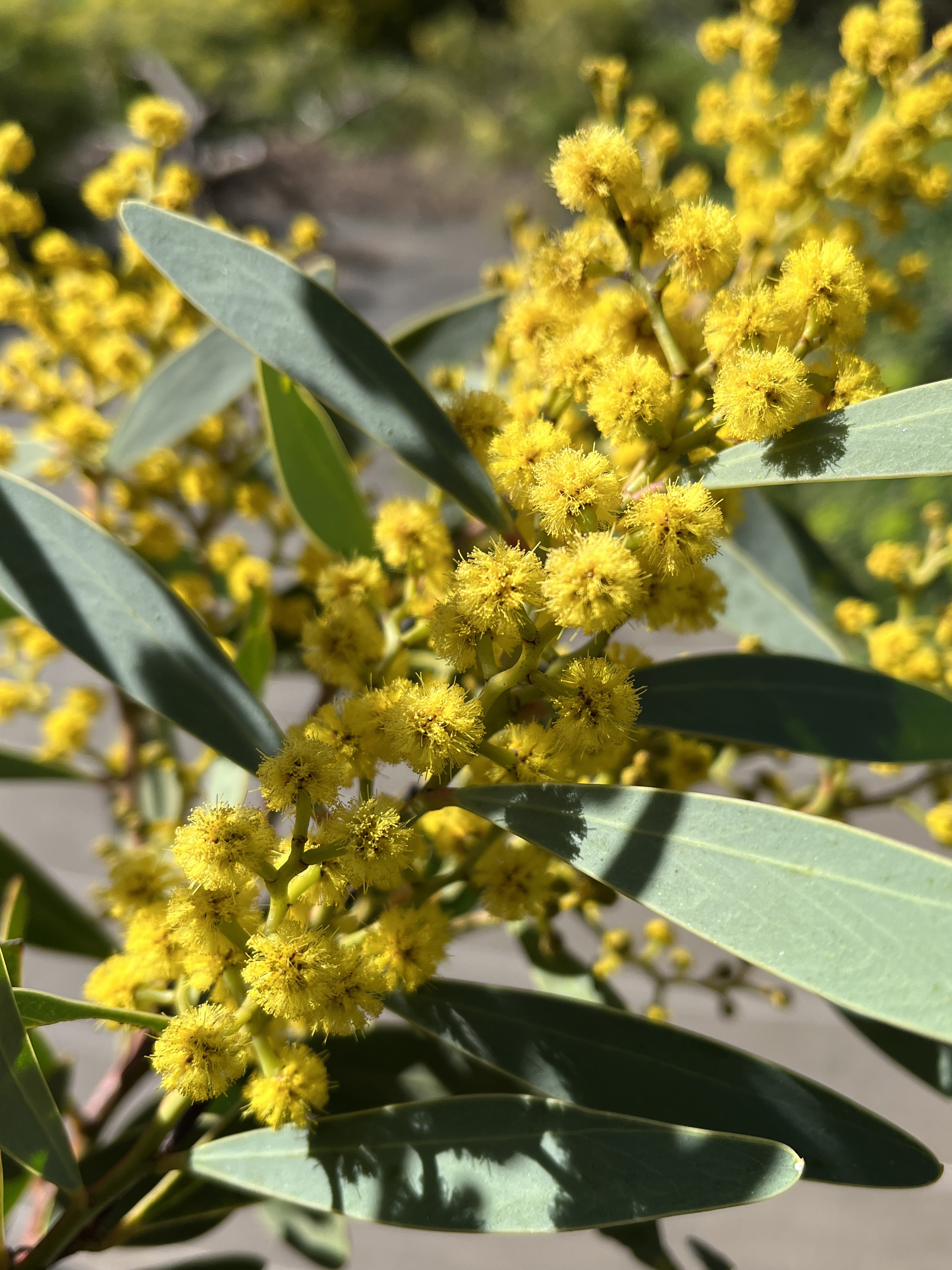 Acacia notabilis