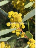 Acacia notabilis