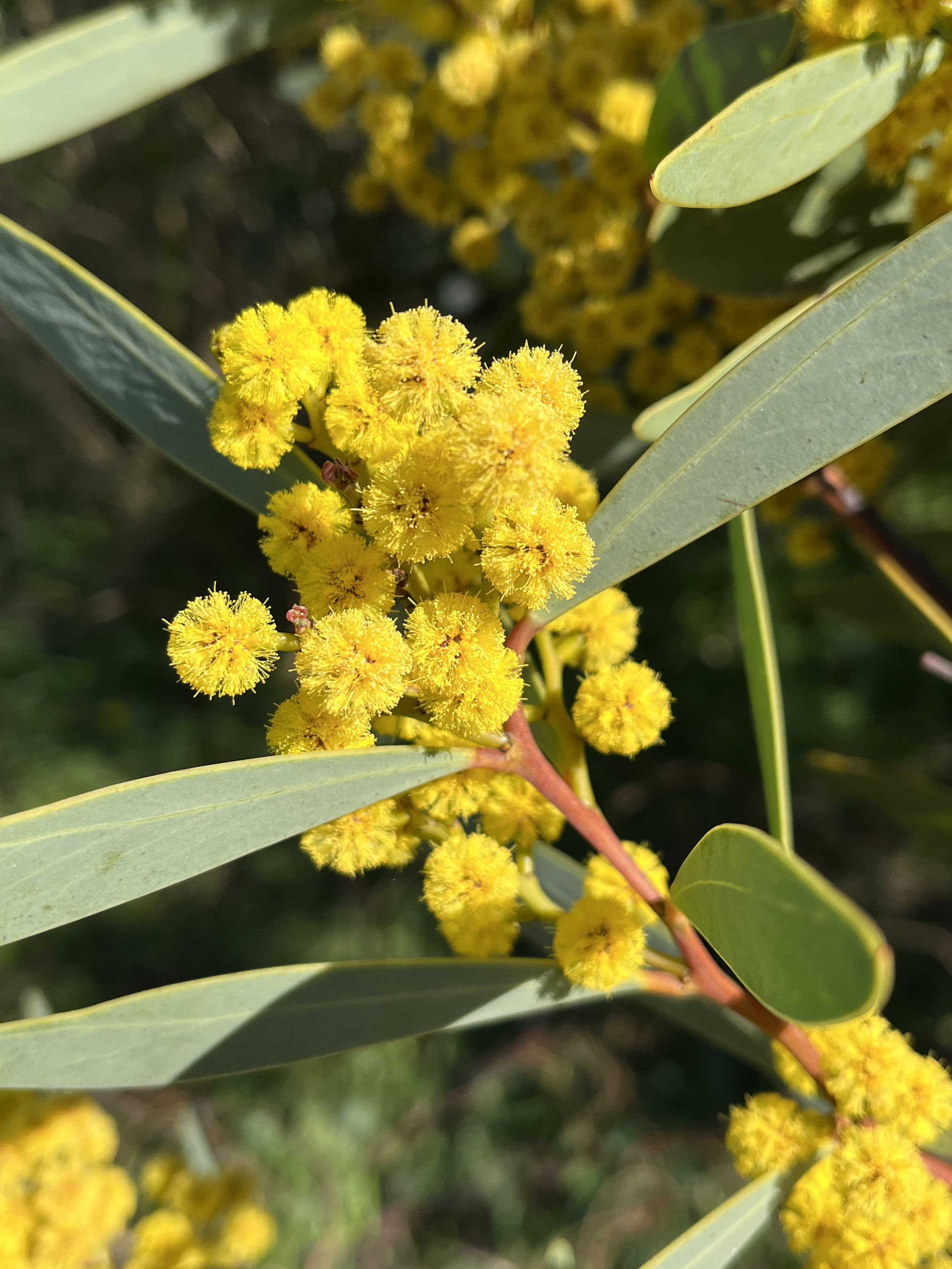 Acacia notabilis