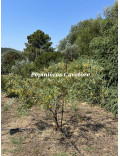 Acacia anceps