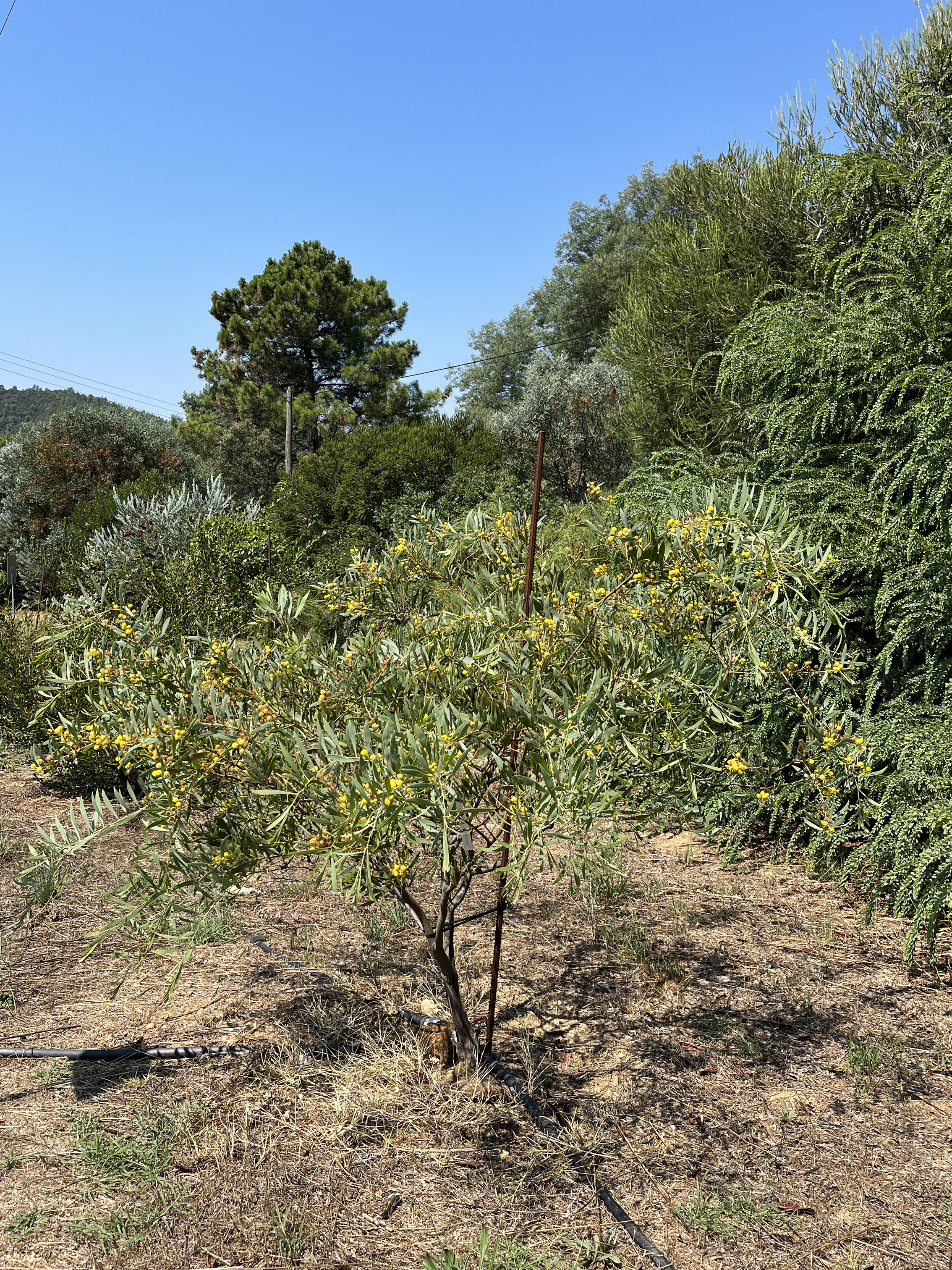 Acacia anceps