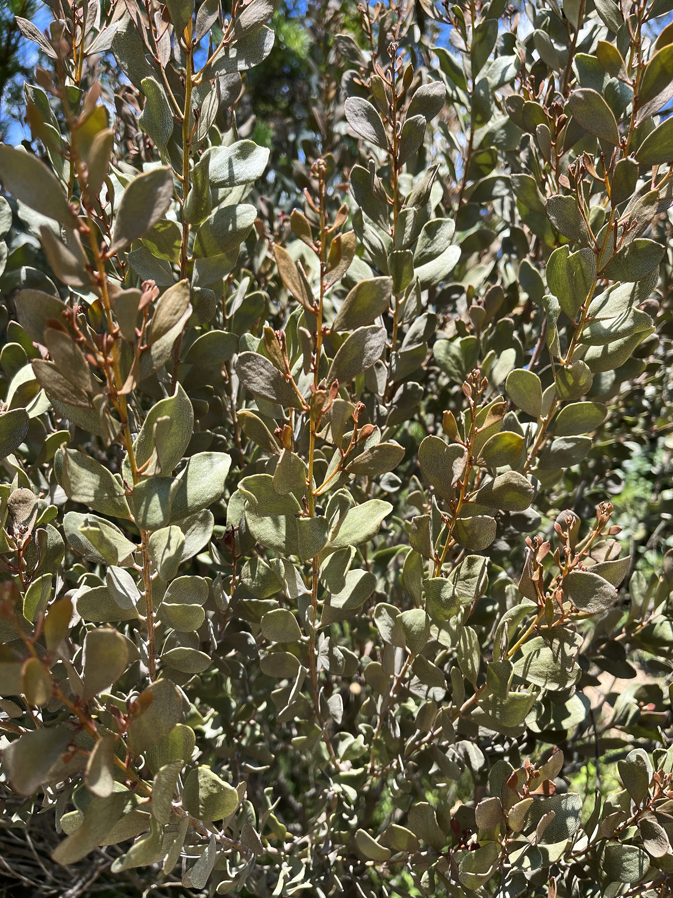 Acacia craspedocarpa