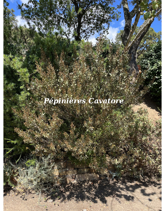 Acacia craspedocarpa