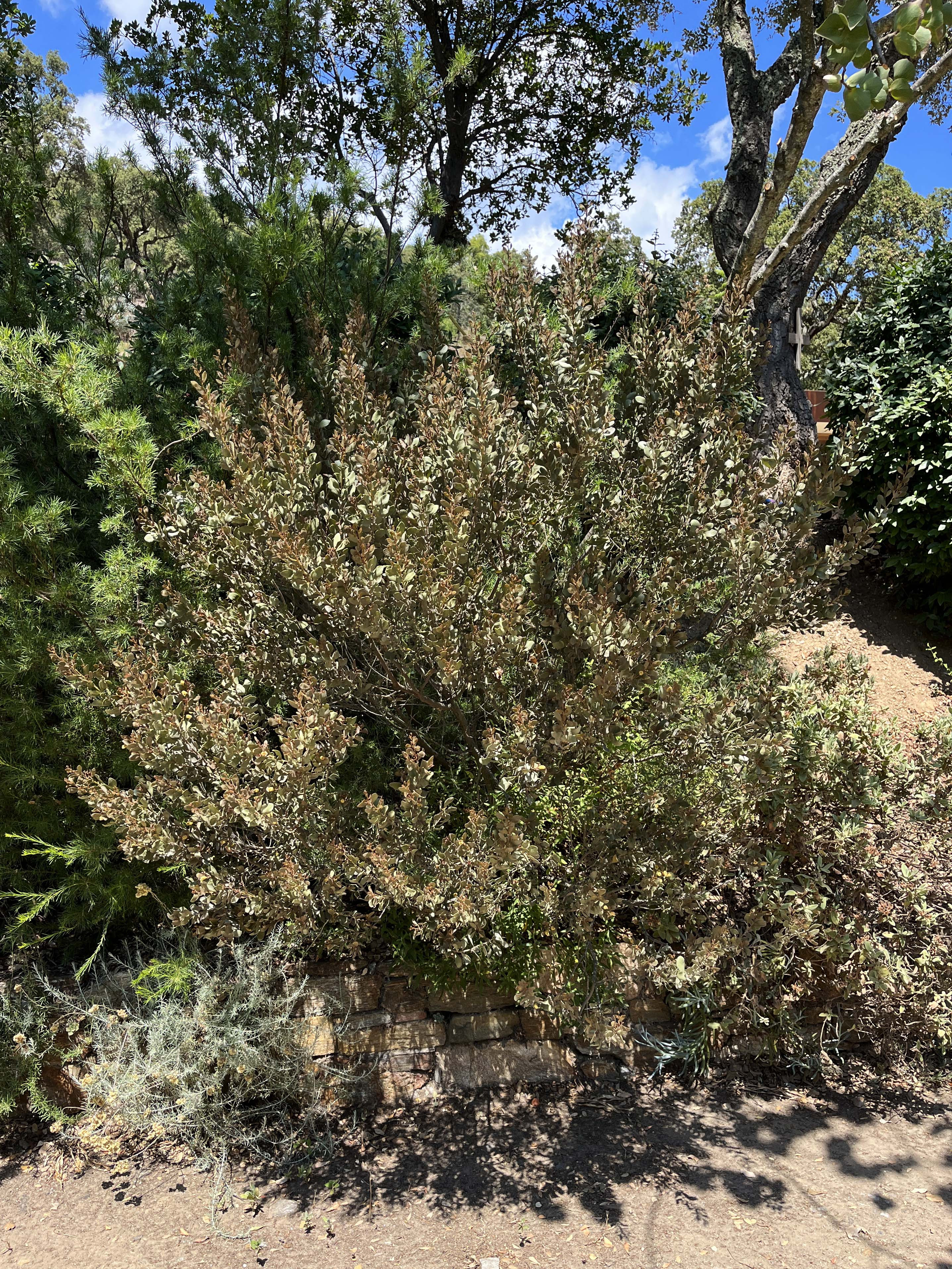 Acacia craspedocarpa