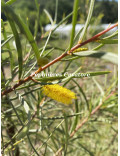 Acacia aneura