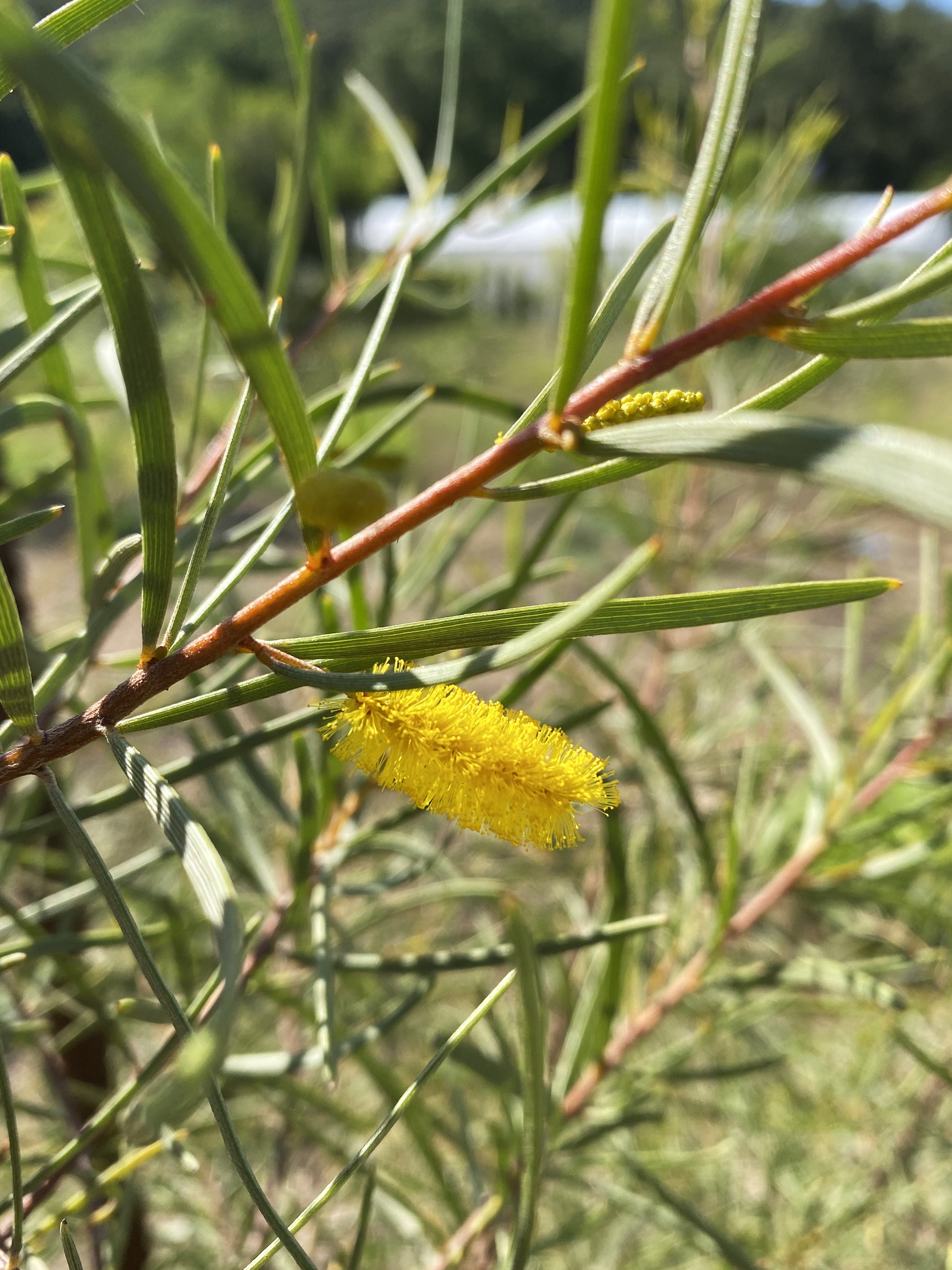 Acacia aneura