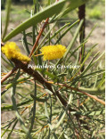 Acacia aneura