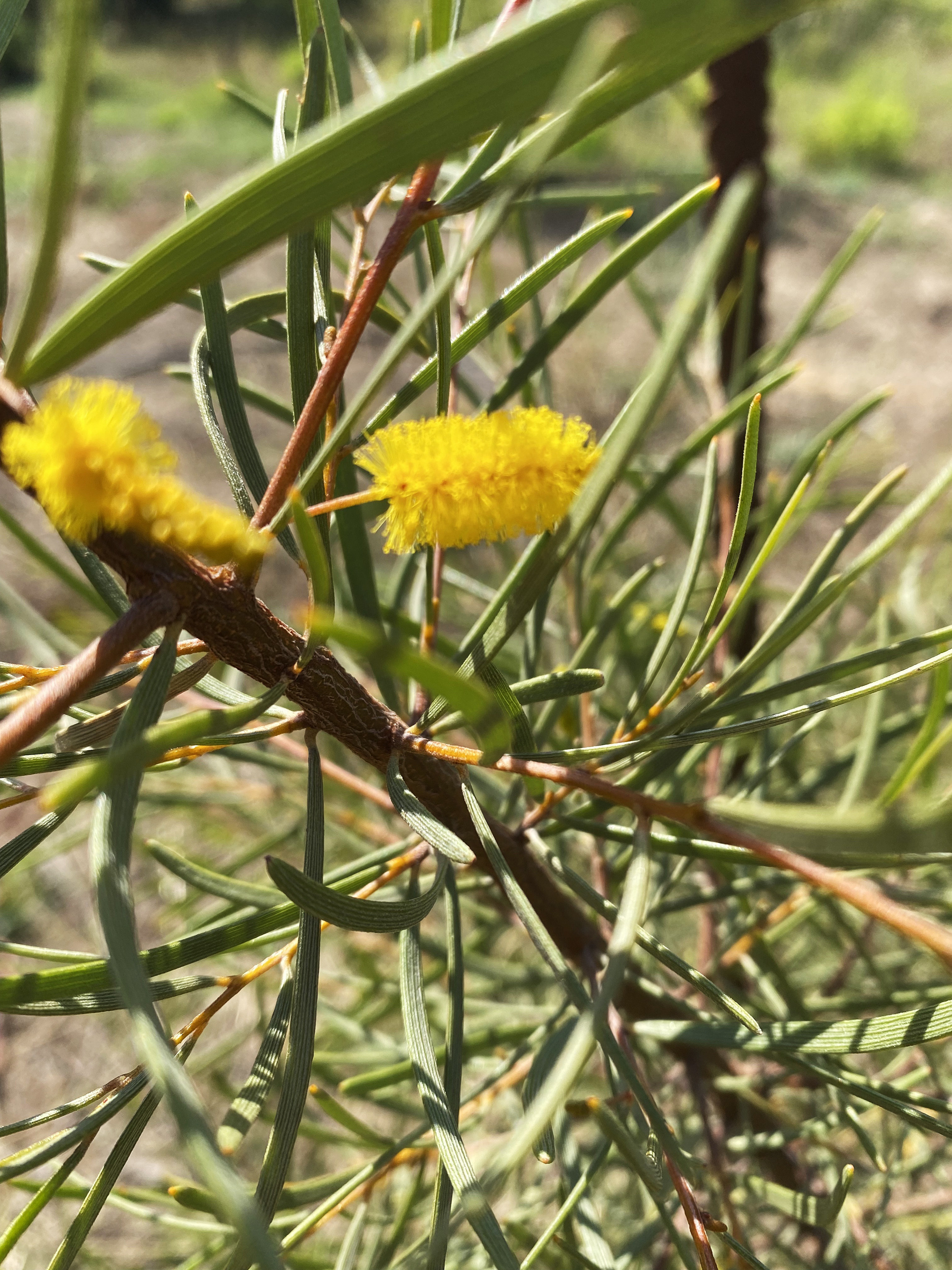 Acacia aneura
