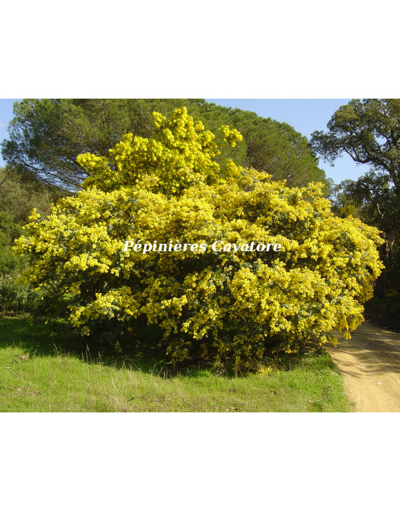 Acacia baileyana