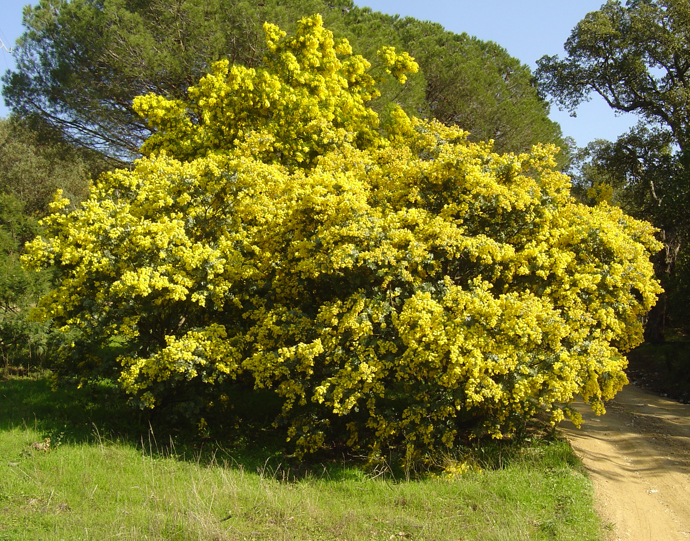 Acacia baileyana
